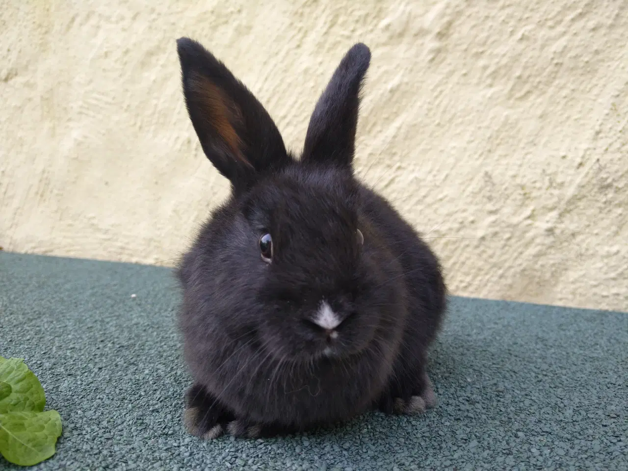 Billede 1 - Han unge hollandsk dværg kanin 
