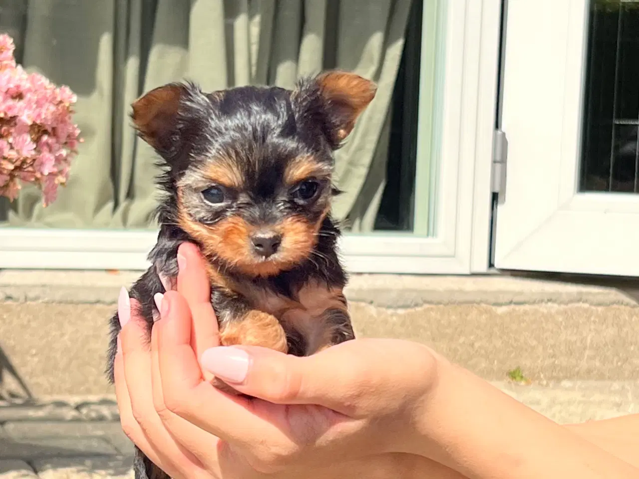 Billede 10 - Yorkshire terrier/Chihuahua