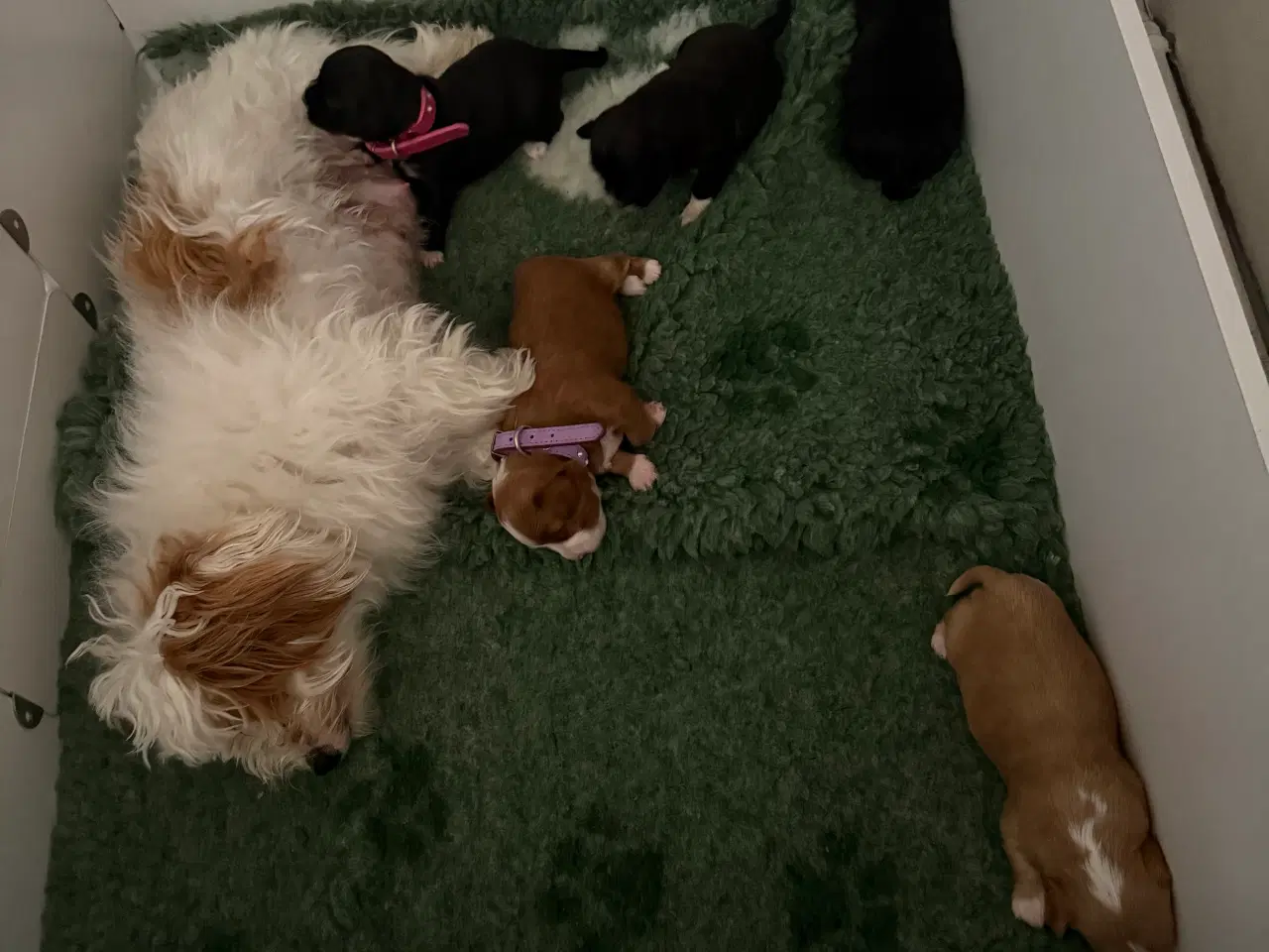 Billede 15 - Fantastisk dejlig familiehund allergivenlige