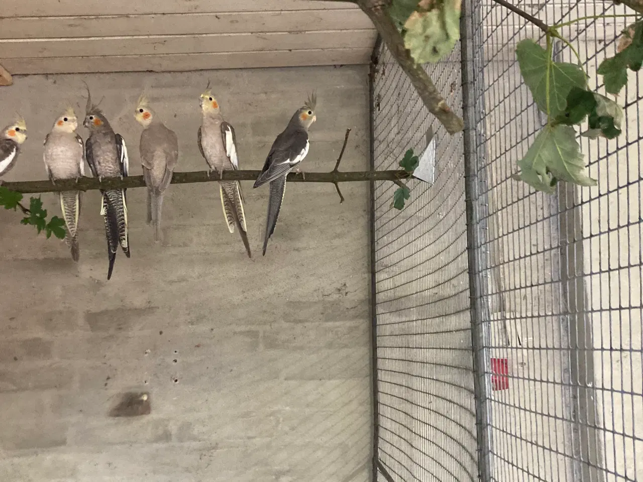 Billede 4 - Nymferparekitter unger