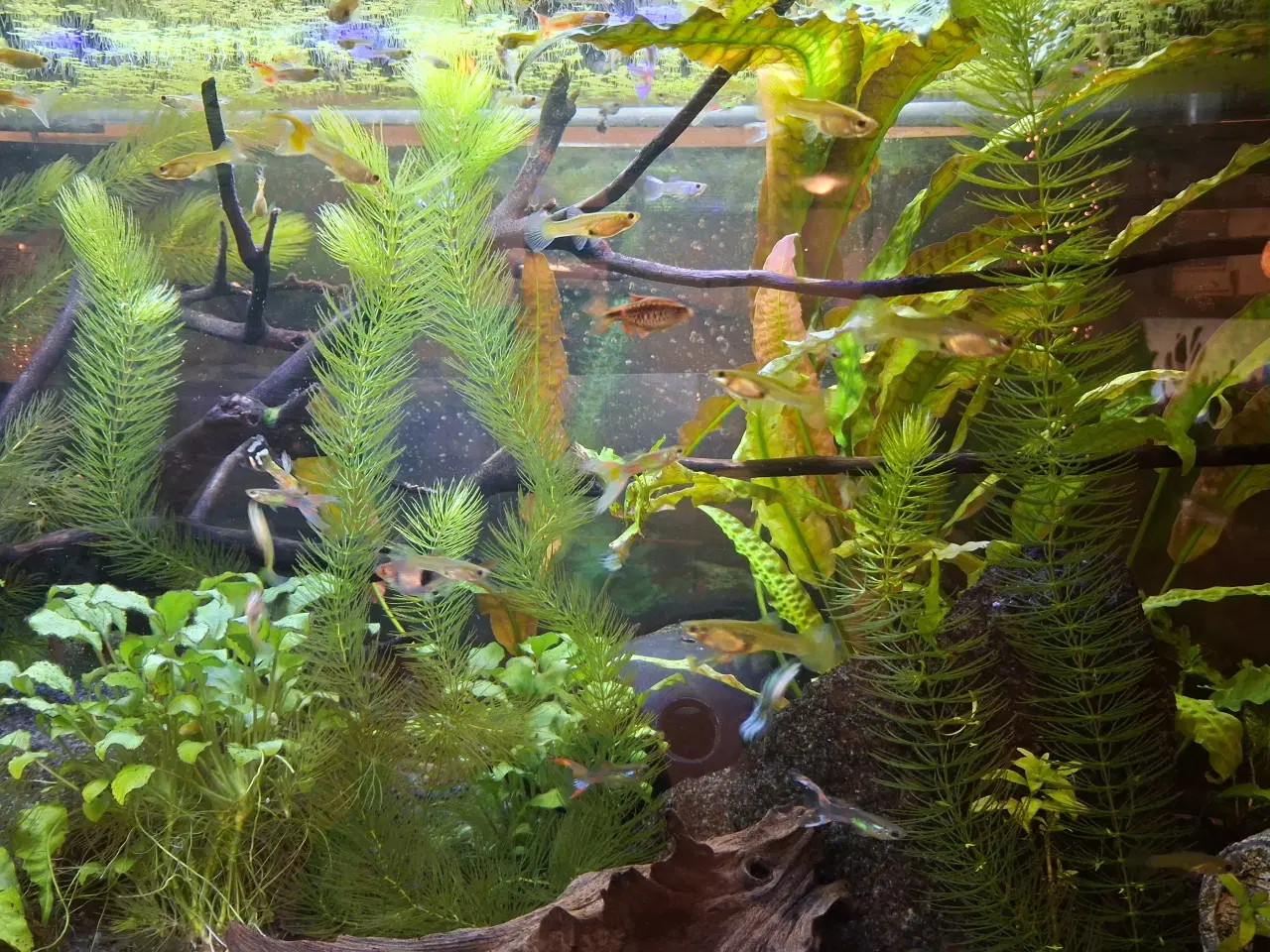 Billede 2 - Guppymix og lyretail guppyer 