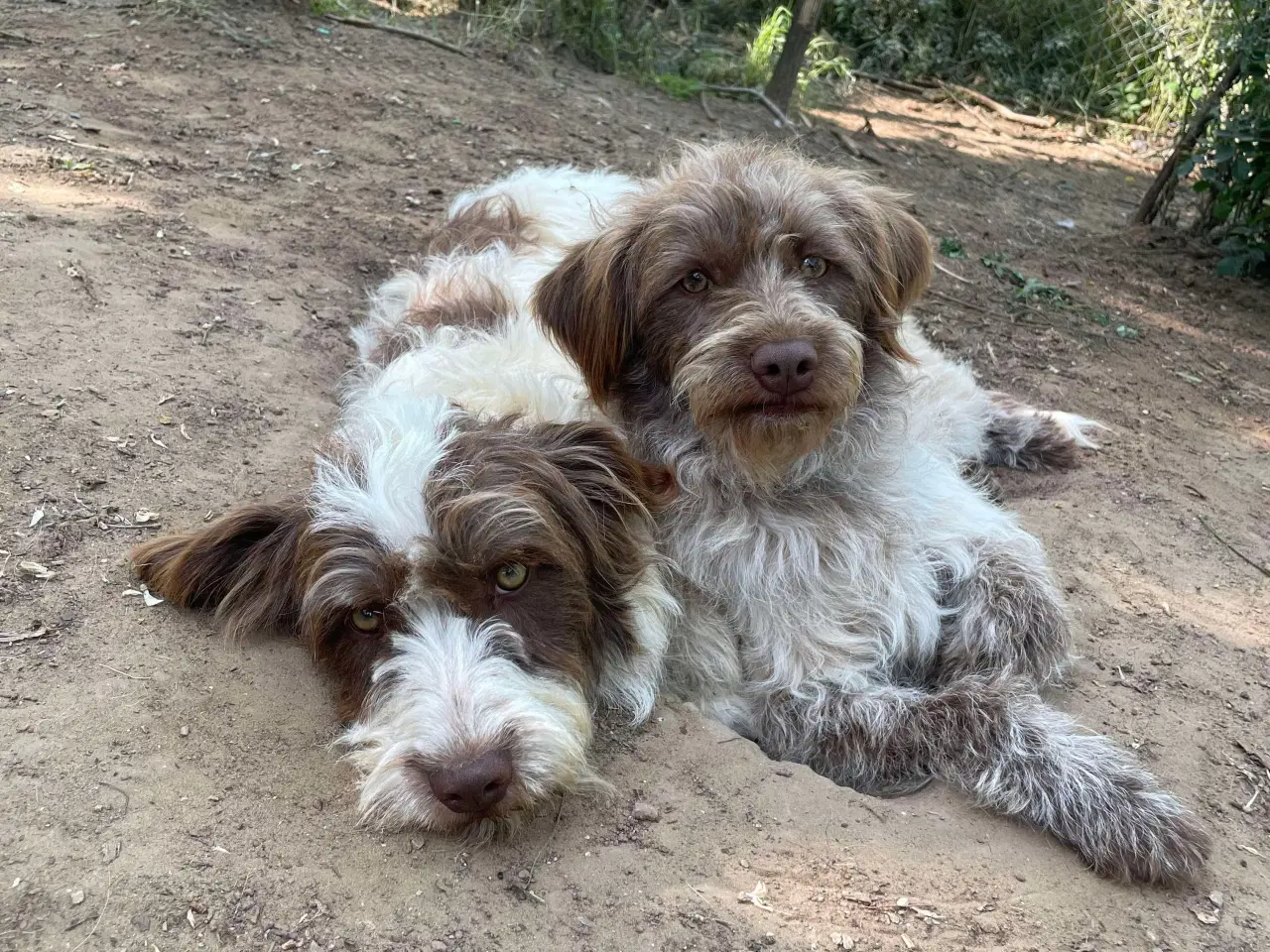 Billede 5 - Sødeste Bibi uldtot (Lagotto mix )