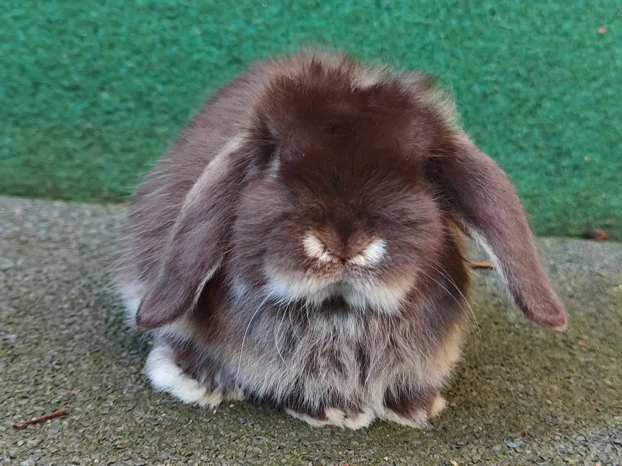 Billede 13 - Minilop