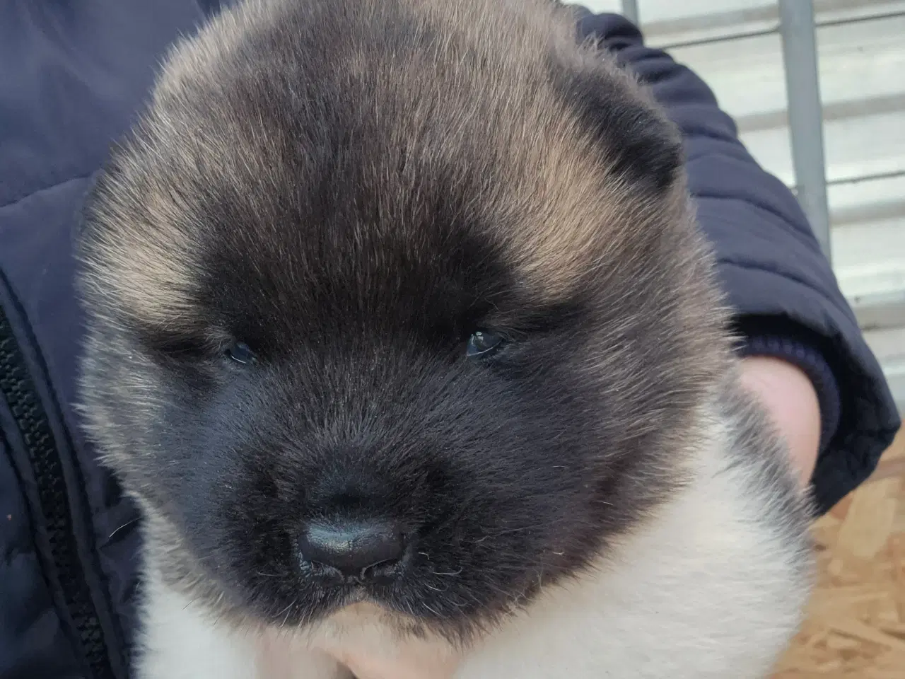 Billede 1 - Hundehvalpe American Akita 