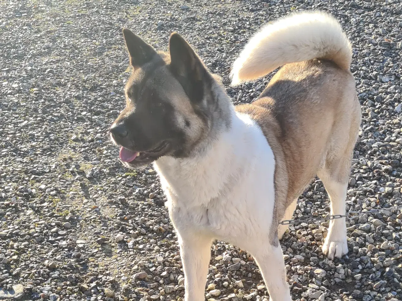 Billede 8 - Hundehvalpe Akita American 