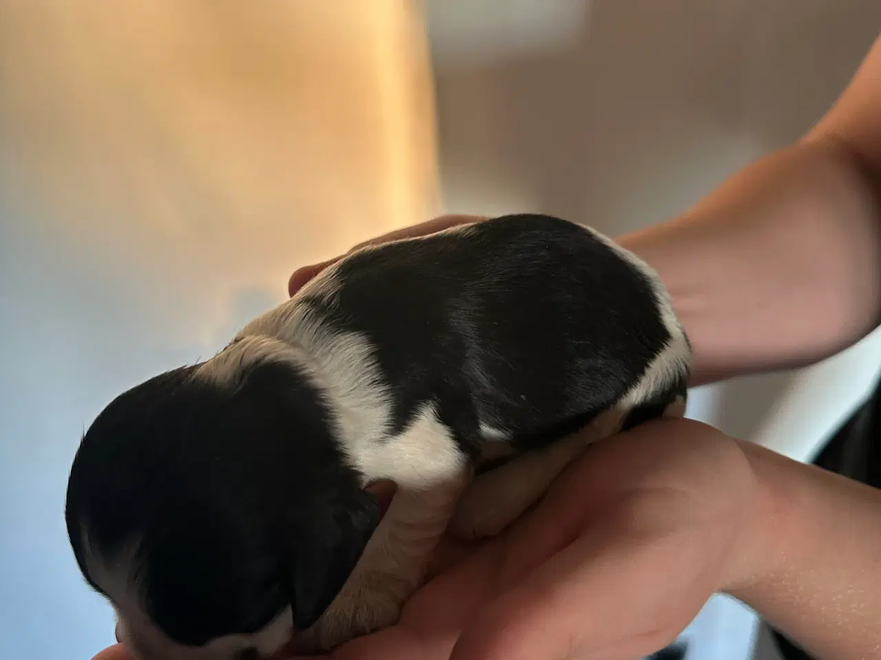 Billede 5 - Cockerspaniel hvalpe