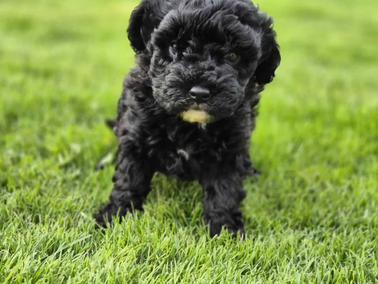 Billede 1 - Dværg puddel hvalpe