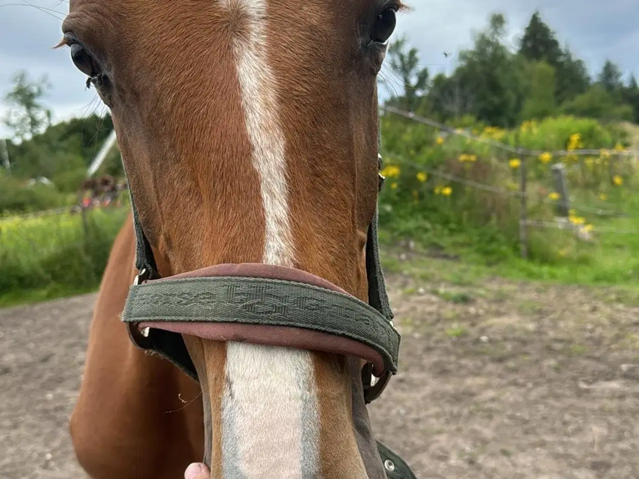 Billede 4 - Rå stor vallak 