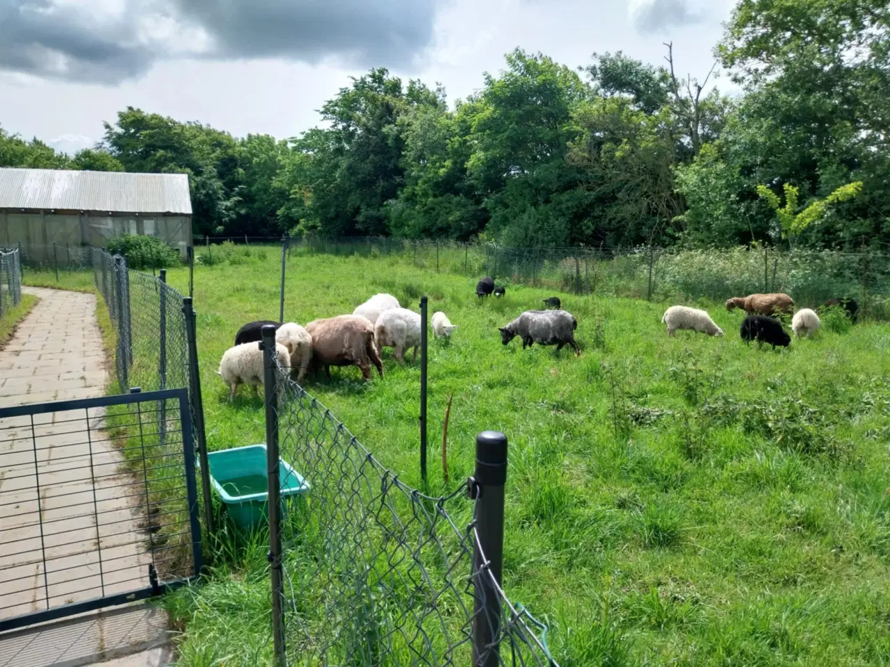 Billede 10 - Lam til salg i 6818