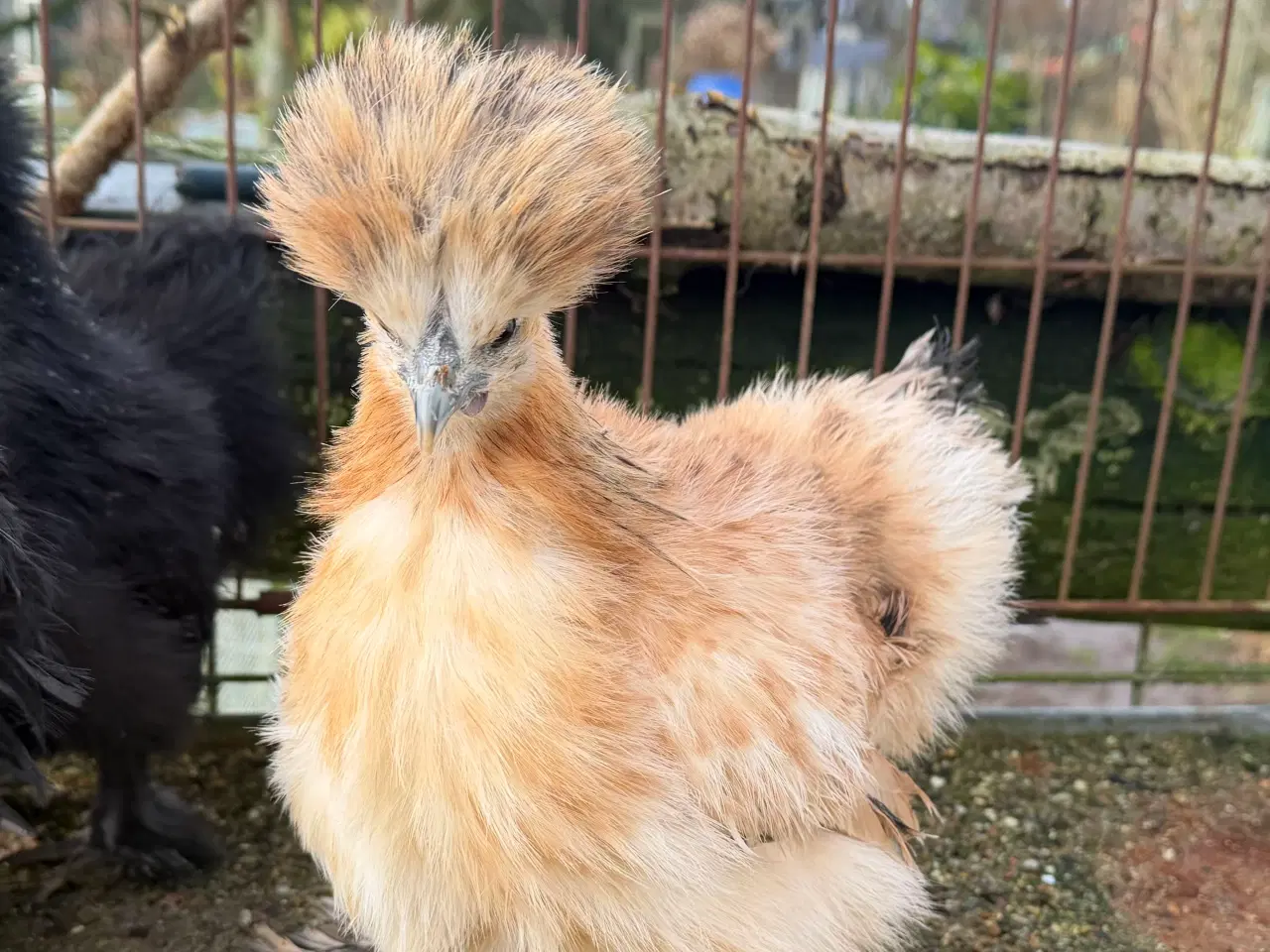 Billede 1 - Silker mellem- stor