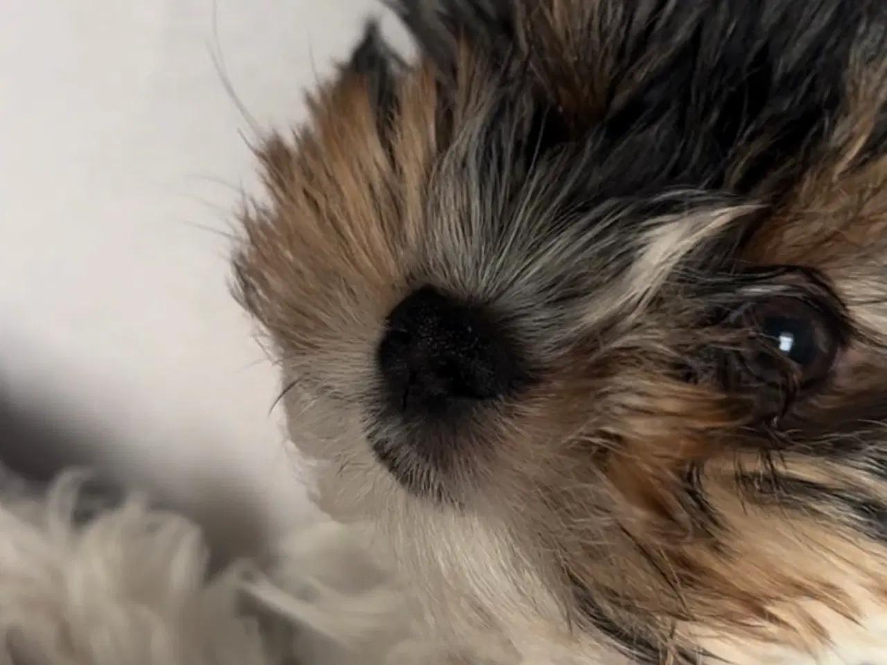 Billede 6 - Biewer Terrier til avl – parring tilbydes
