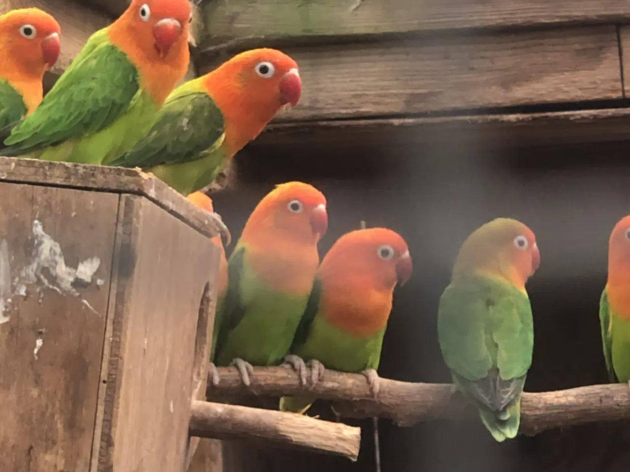 Billede 1 - Rødhovedet dværgpapegøjer