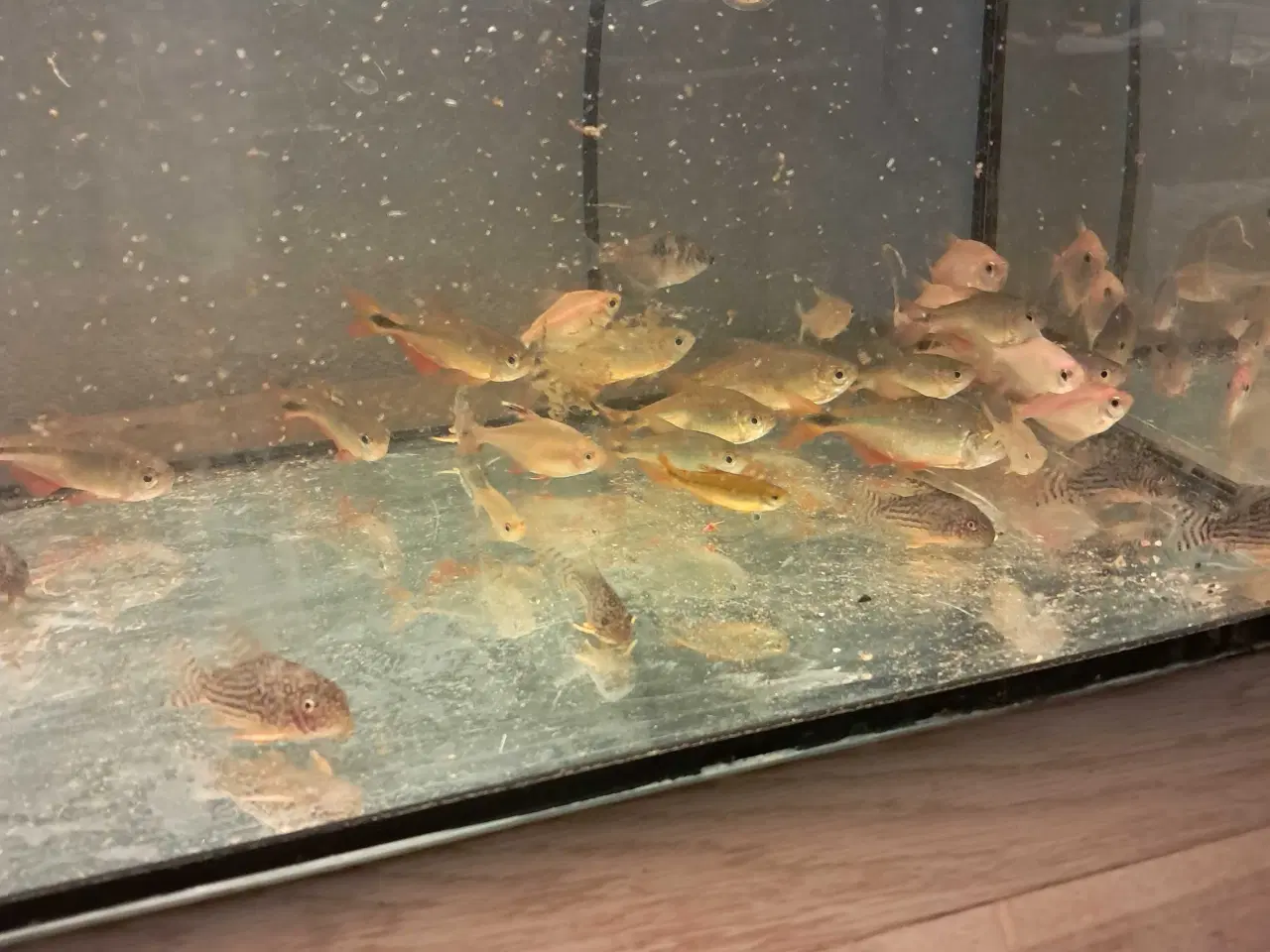 Billede 2 - Tetraer og sterbai