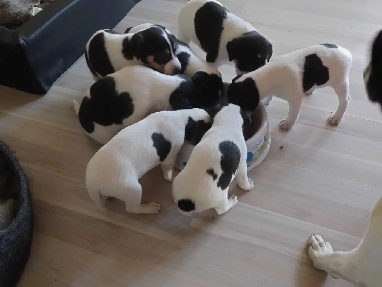 Billede 9 - Hvalpe, Dansk Svensk gårhund 