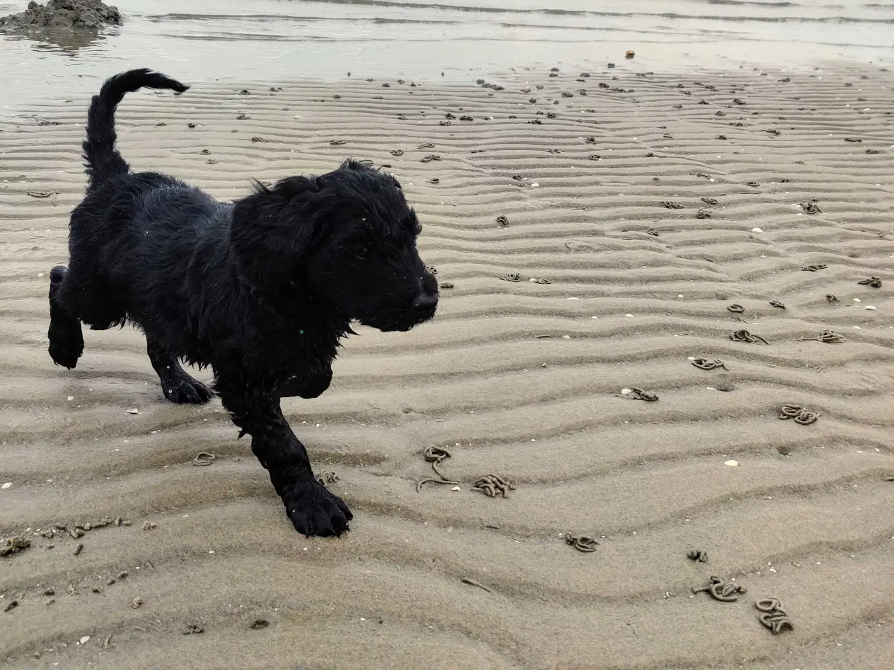 Billede 6 - Multigen Labradoodle hvalp