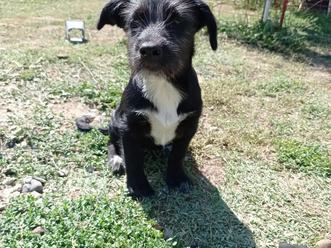 Billede 9 - Allis - Frisk lille kærlig pige