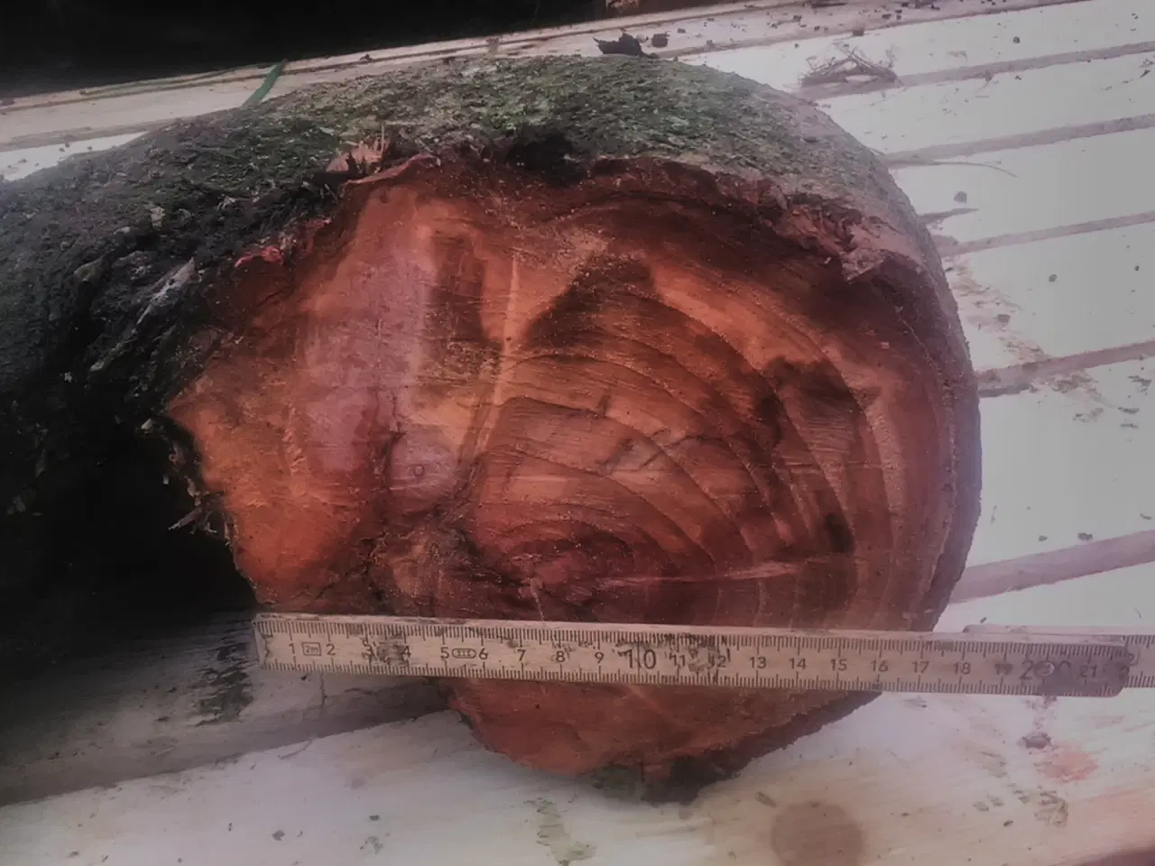 Billede 2 - Træstamme med 180 grader bøjning