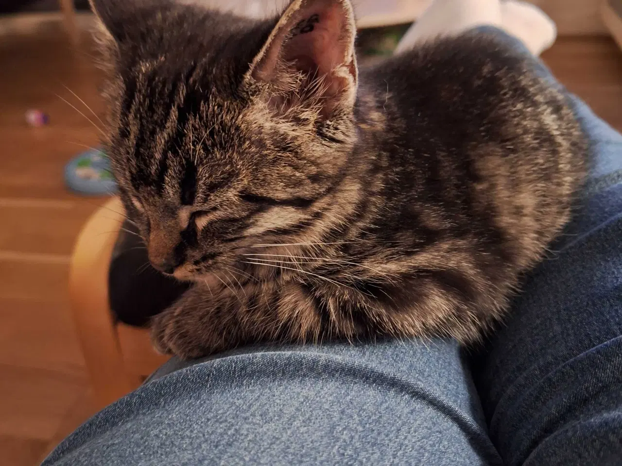Billede 2 - Sød og kælen hunkat
