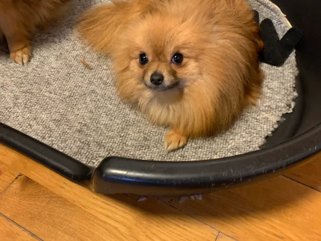 Billede 3 - pomchi tæve 1 år