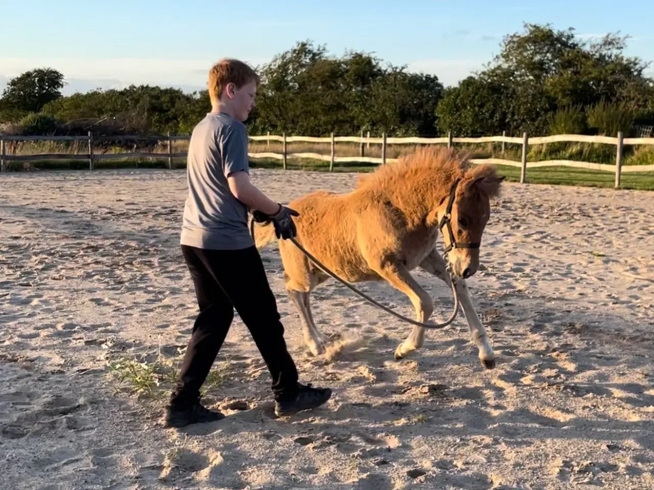 Billede 13 - Smuk islændervallak