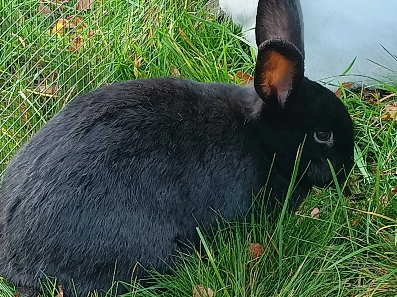 Billede 4 - Hvid Land/Holland