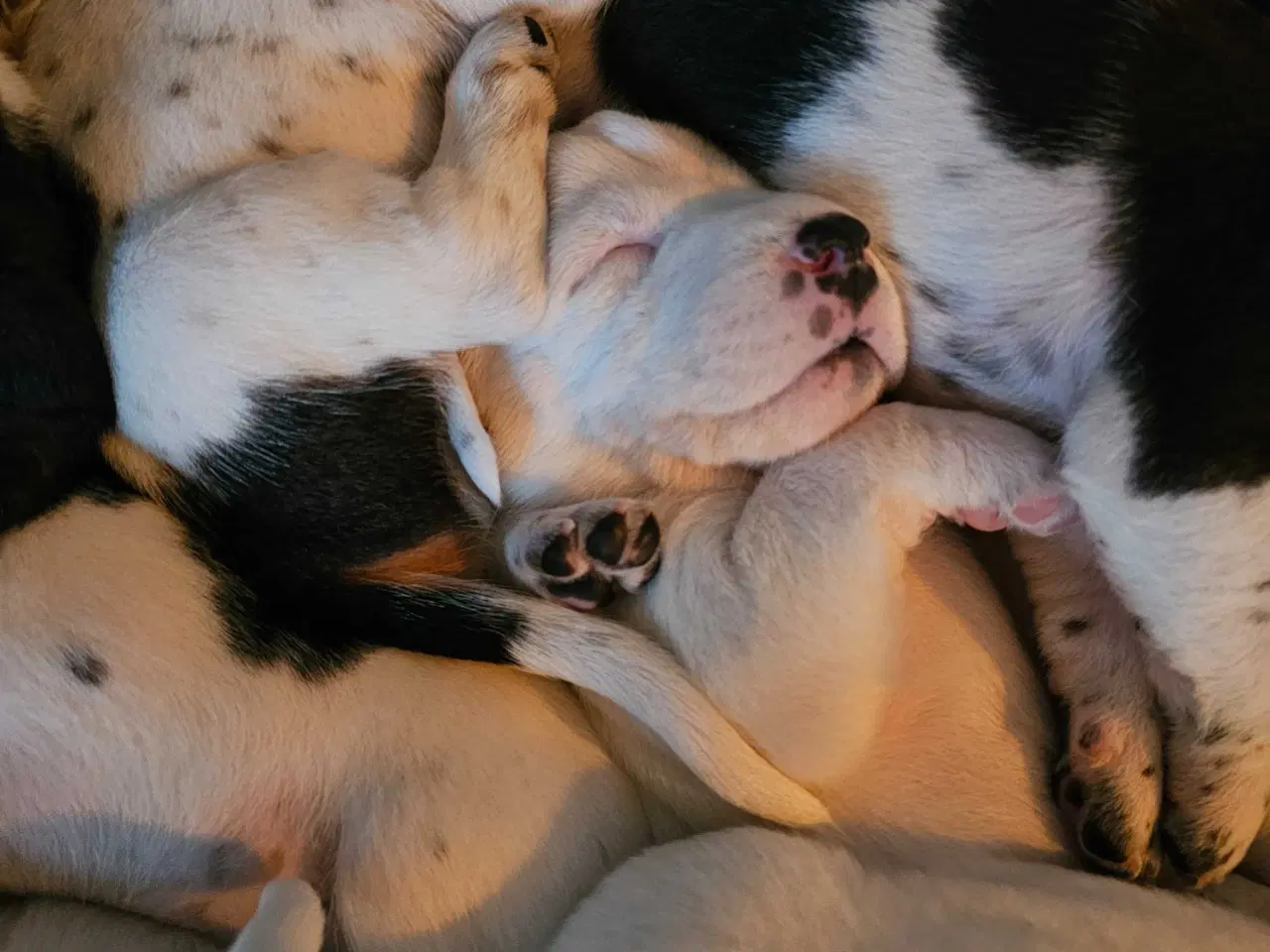 Billede 16 - 🐾 Lækre små vapser søger kærlige hjem 🐾