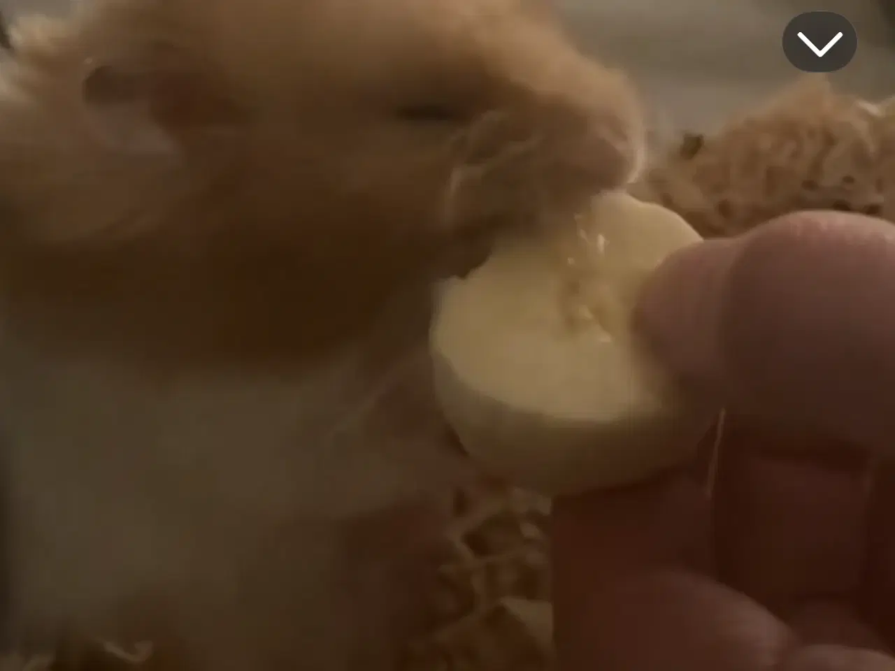 Billede 3 - Hamster sælges til Kærligt hjem