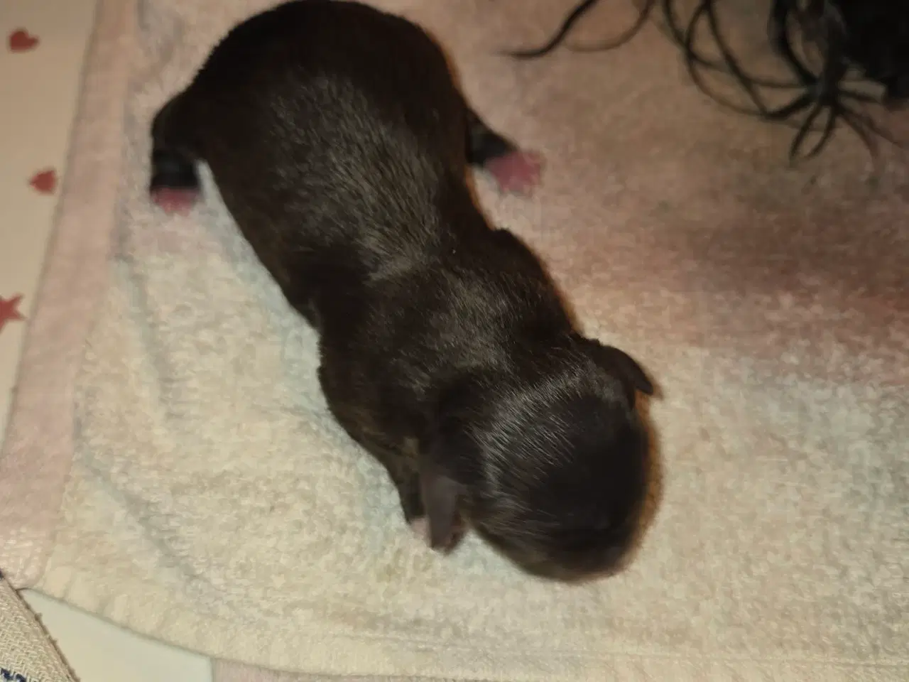 Billede 1 - Maltipoo hvalp 