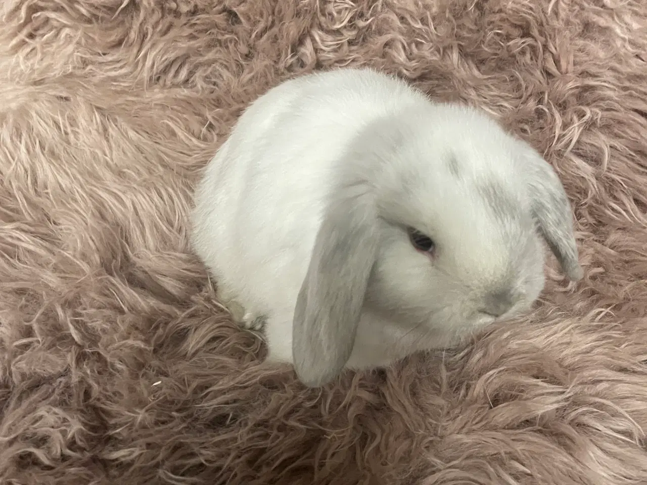 Billede 3 - Minilop unge klar 19/11 (dreng)