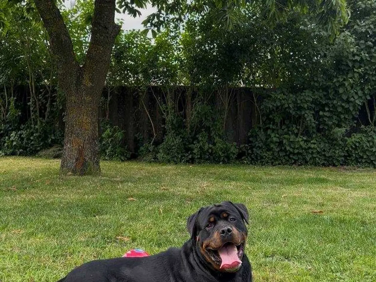 Billede 4 - Rottweiler han 
