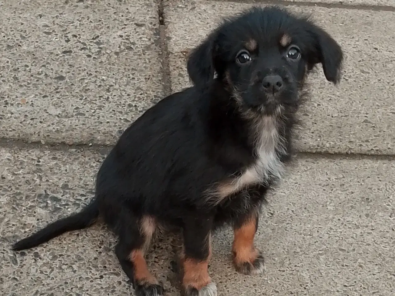 Billede 14 - Labrador/border collie/power puff.