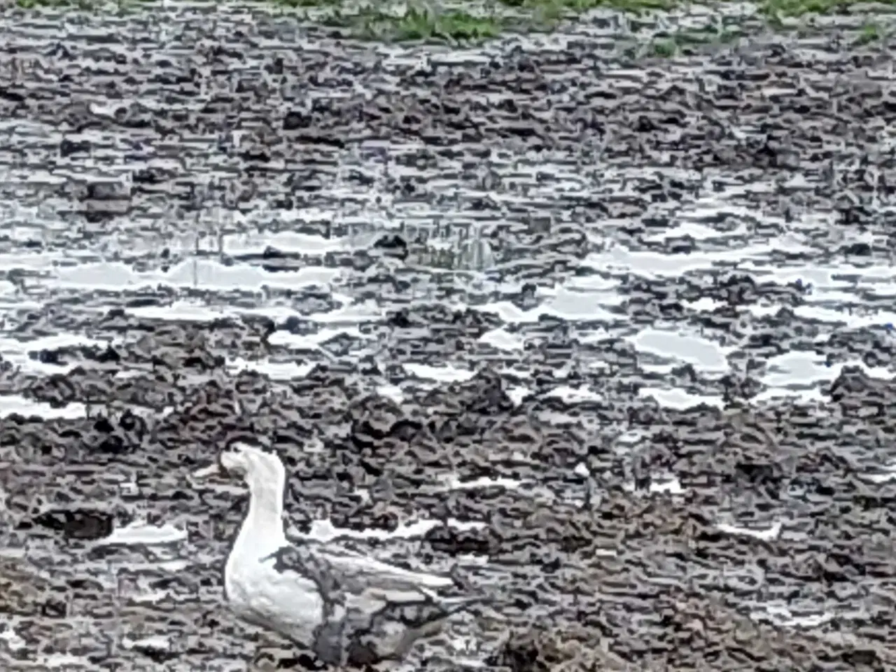 Billede 1 - Moskusænder 