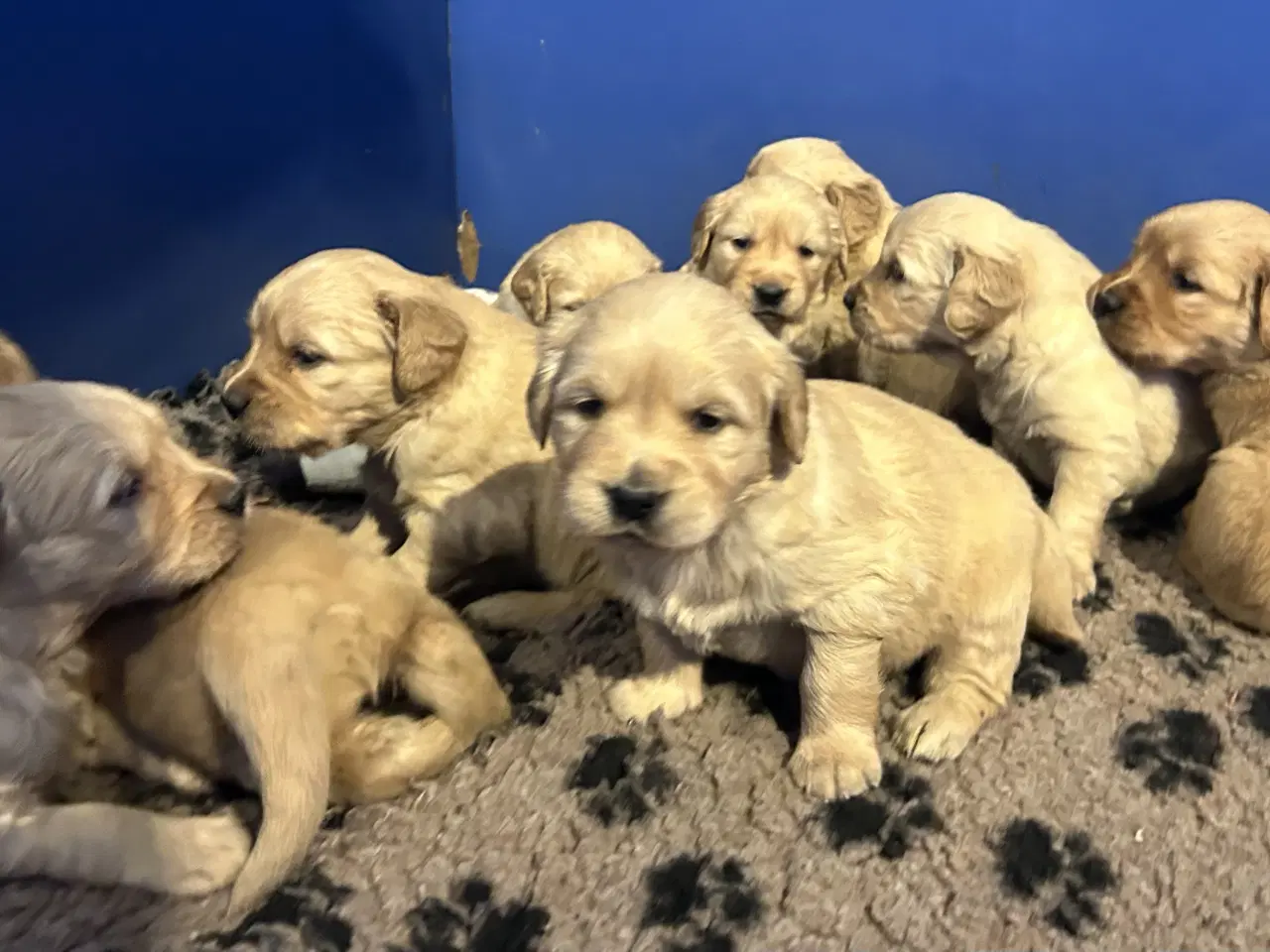 Billede 3 - Skønne Golden Retriever 