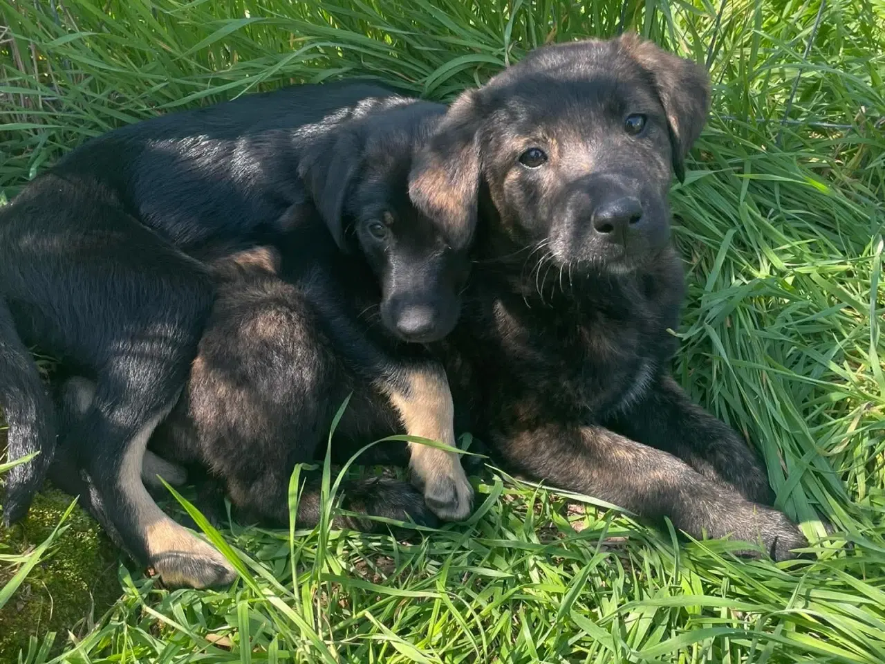 Billede 5 - Kira søger sin egen familie❤️