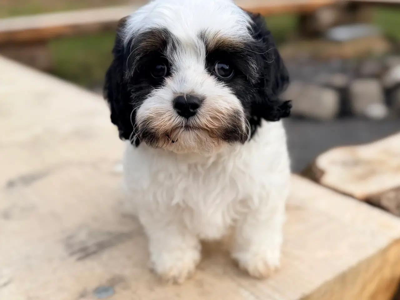 Billede 9 - Doodle Dreng