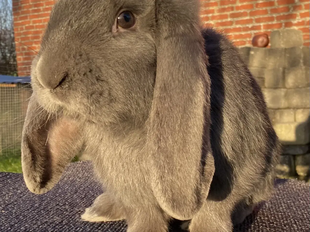 Billede 1 - AVLSKLAR FRANSK VÆDDER HUN BLÅ