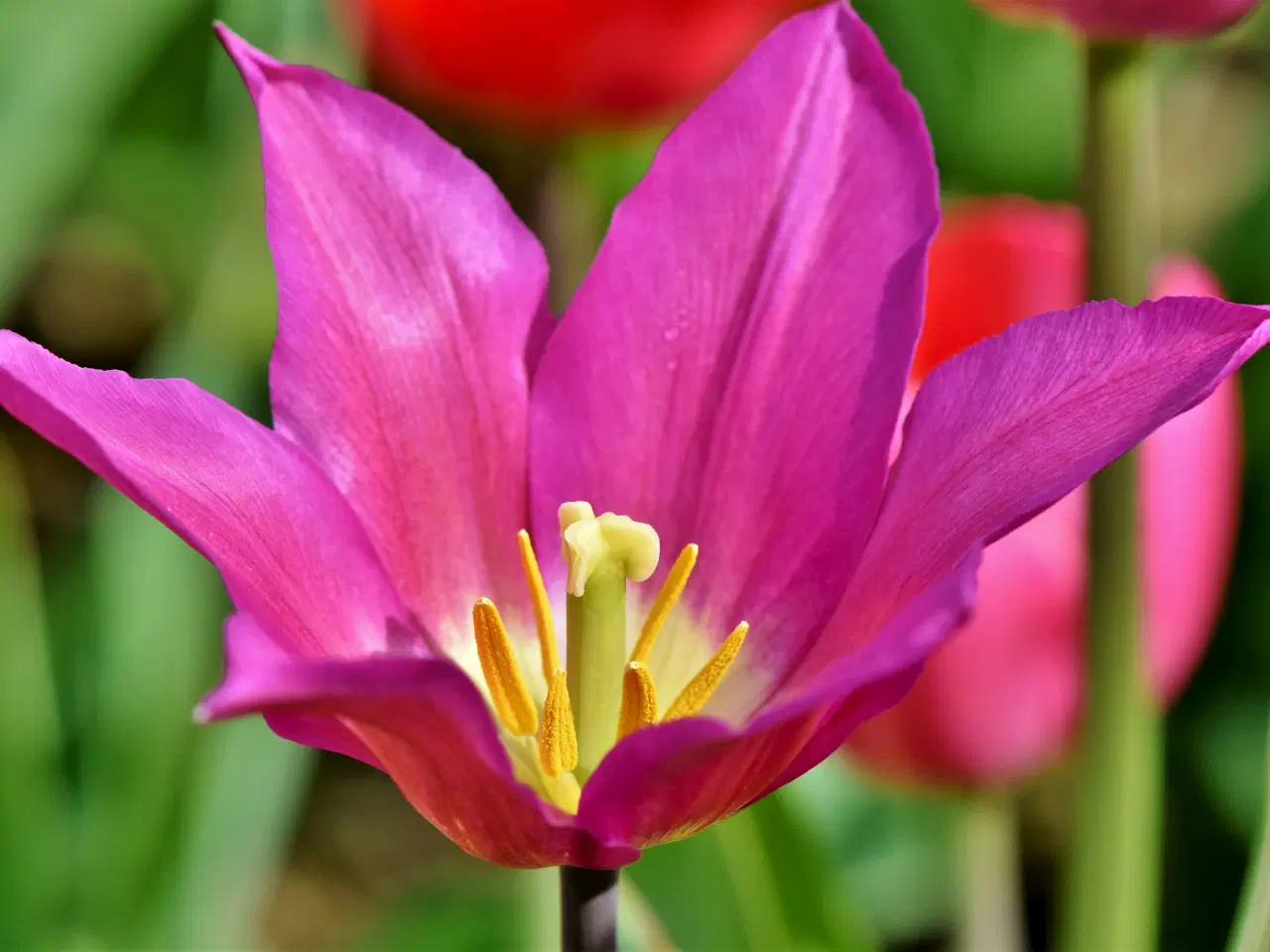 Billede 4 - Botaniske Tulipaner Mix - Tulipanløg