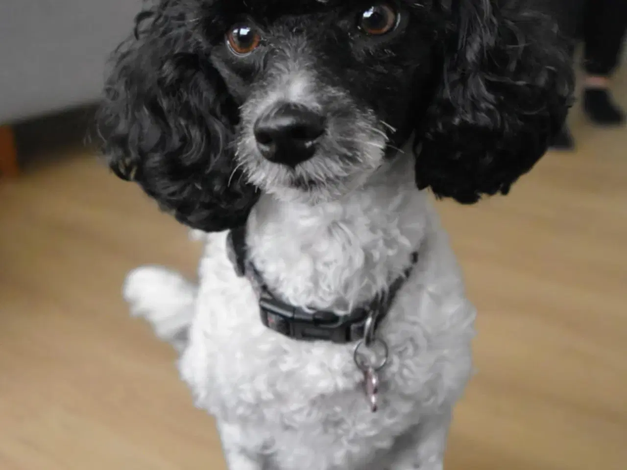 Billede 2 - To fantastiske hund søger hjem sammen