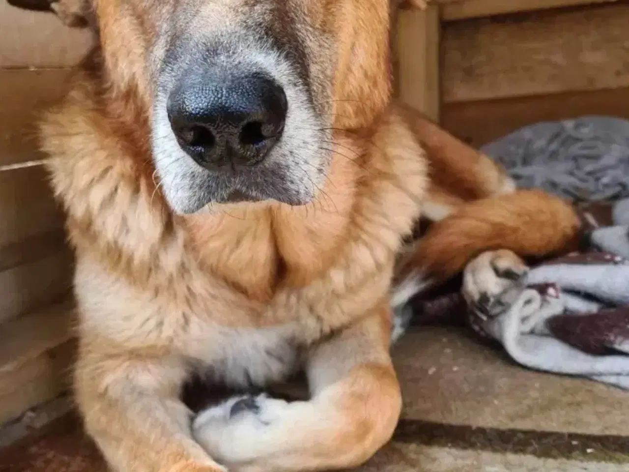 Billede 7 - Sara søger sit otium! 🩷