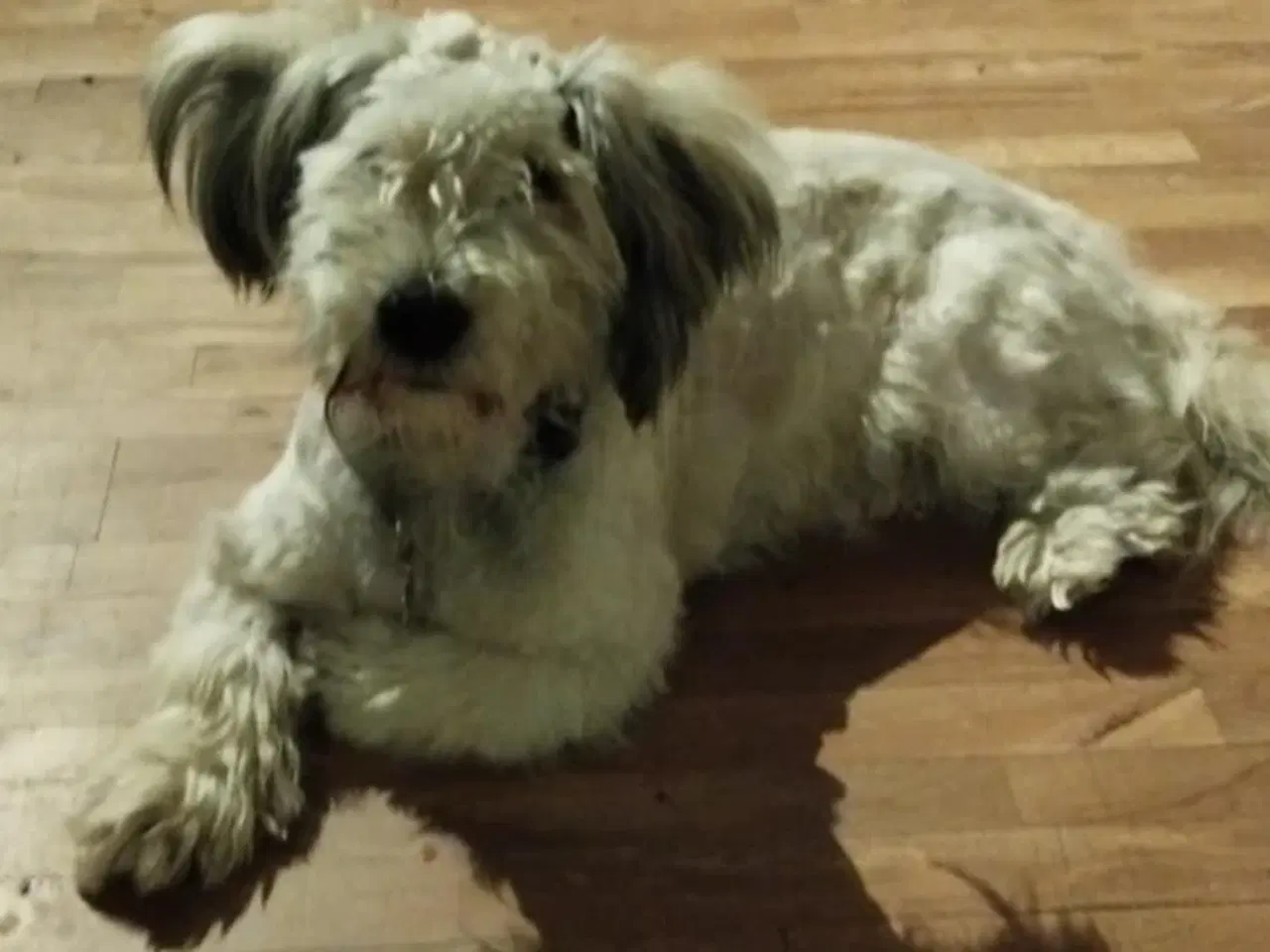 Billede 3 - Balou søger nyt og blivende hjem🐶❤️