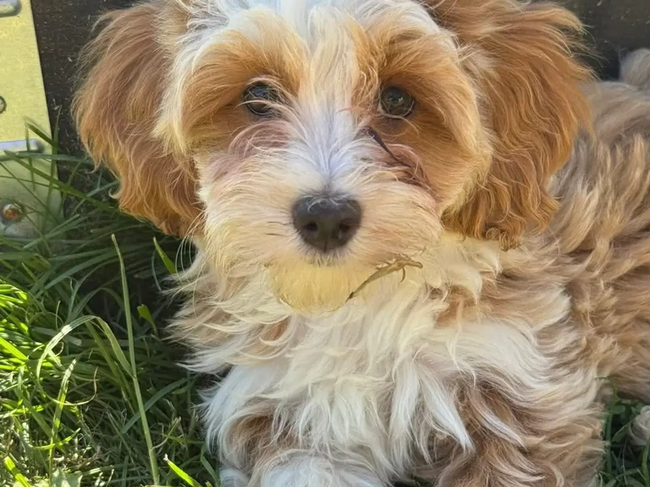 Billede 2 - Bichon Havanais hvalpe