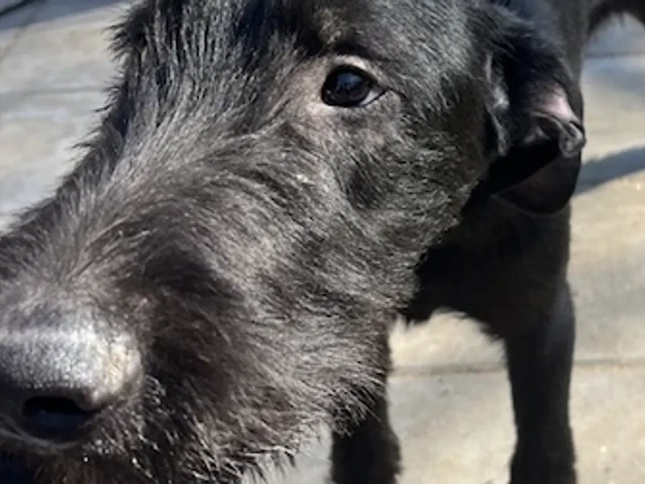 Billede 8 - 2 søde og aktive Dobermann blandingshvalpe