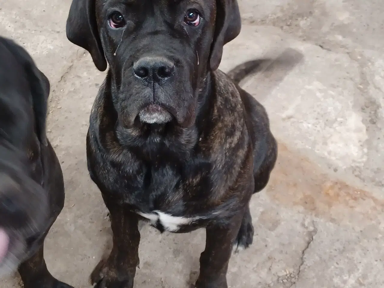 Billede 3 - Cane Corso Italiano hvalp sælges 