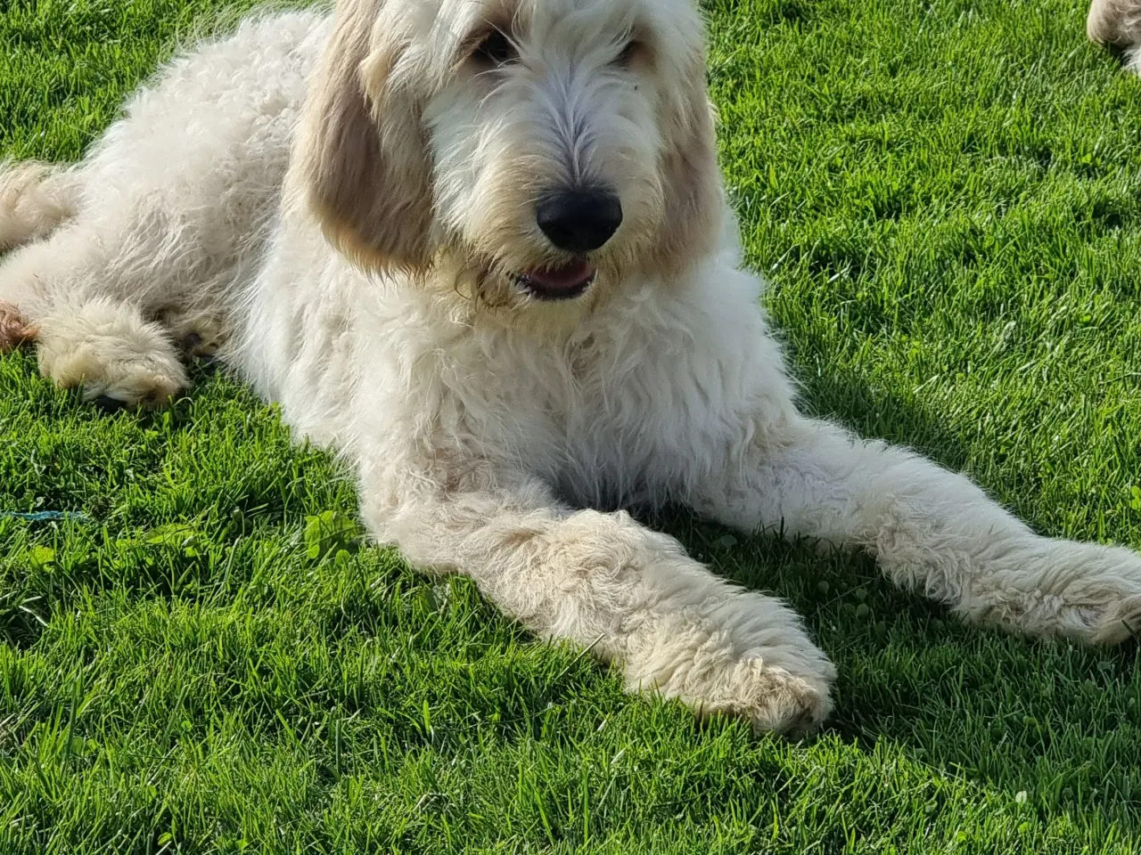 Billede 8 - 2 skønheder Golden doodle hanner 