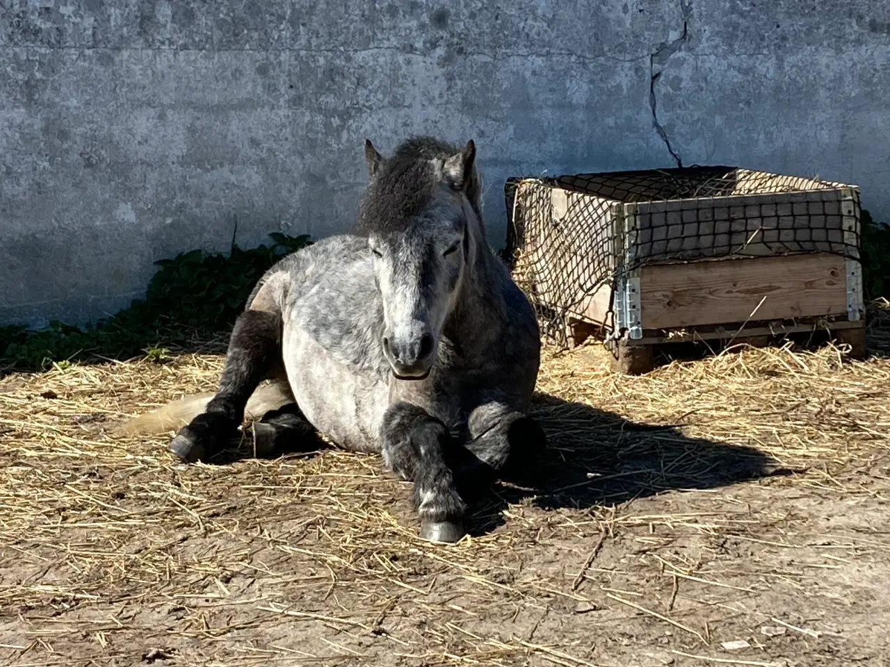 Billede 3 - Jake LF – 6 års Dartmoor vallak (ca. 126 cm)