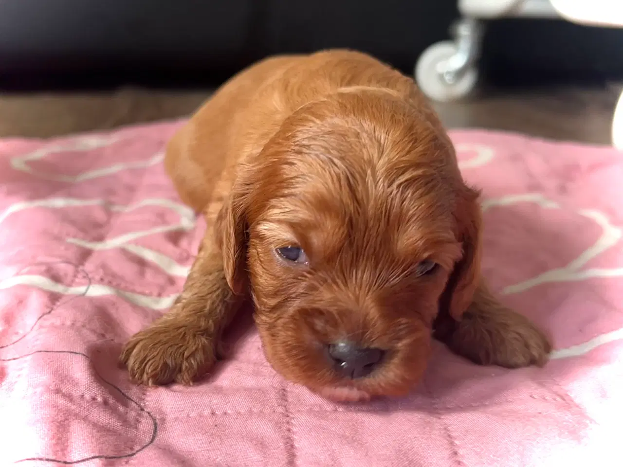 Billede 9 - Skønne Cavapoo hvalpe