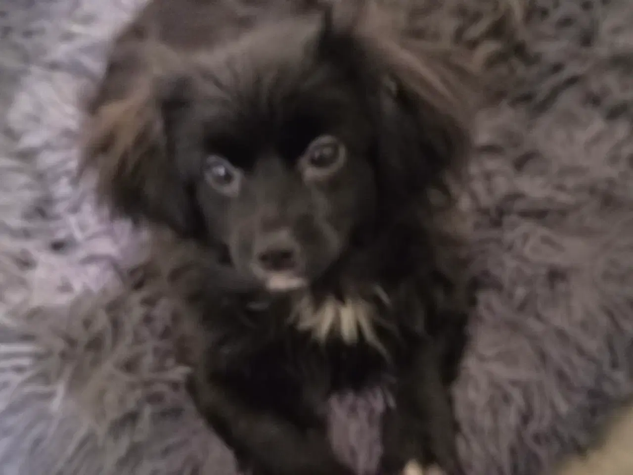 Billede 17 - Den skønneste Pomeranian-blandingshvalp