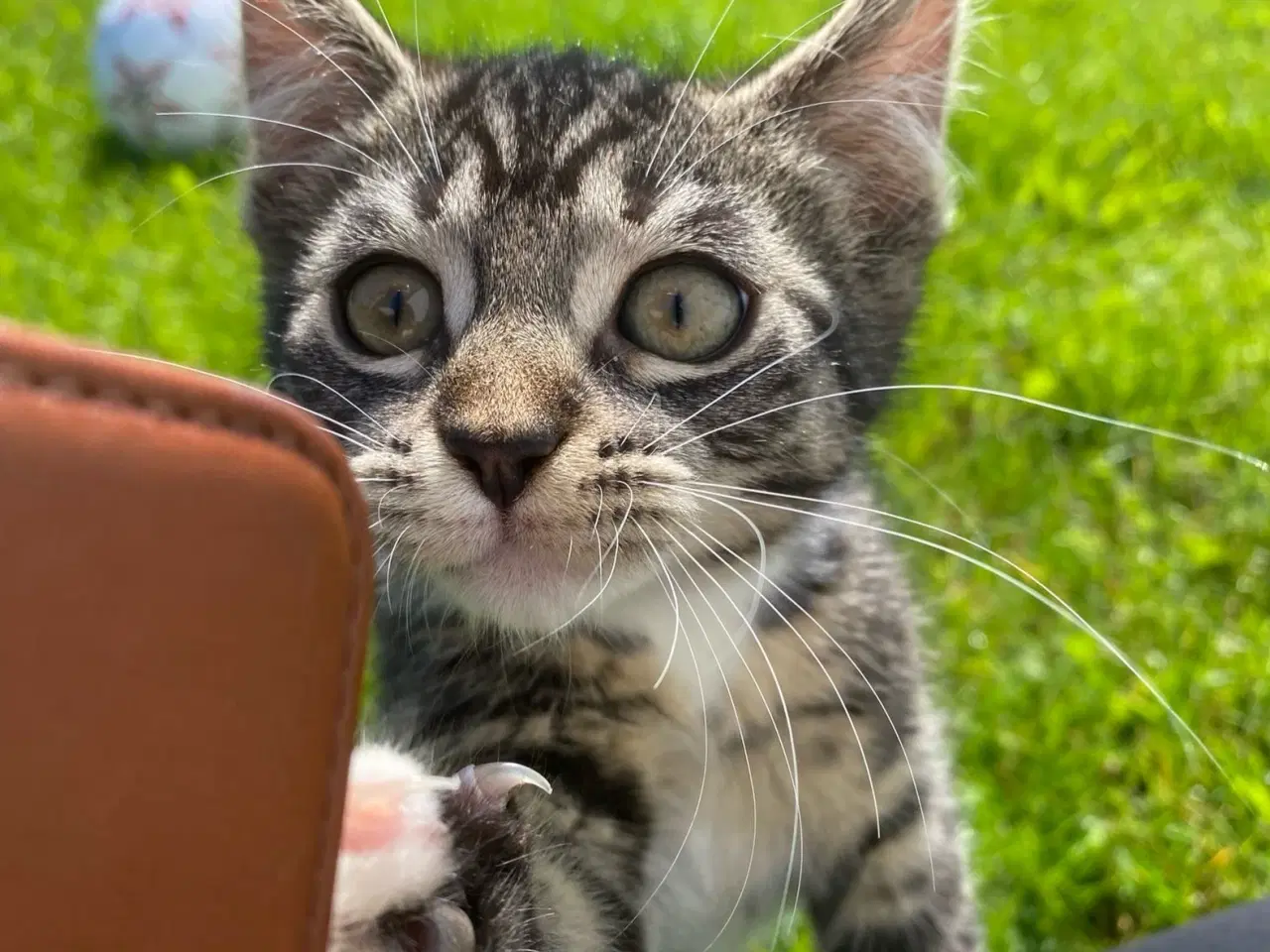 Billede 12 - Polydactyl Maine coon blandinger