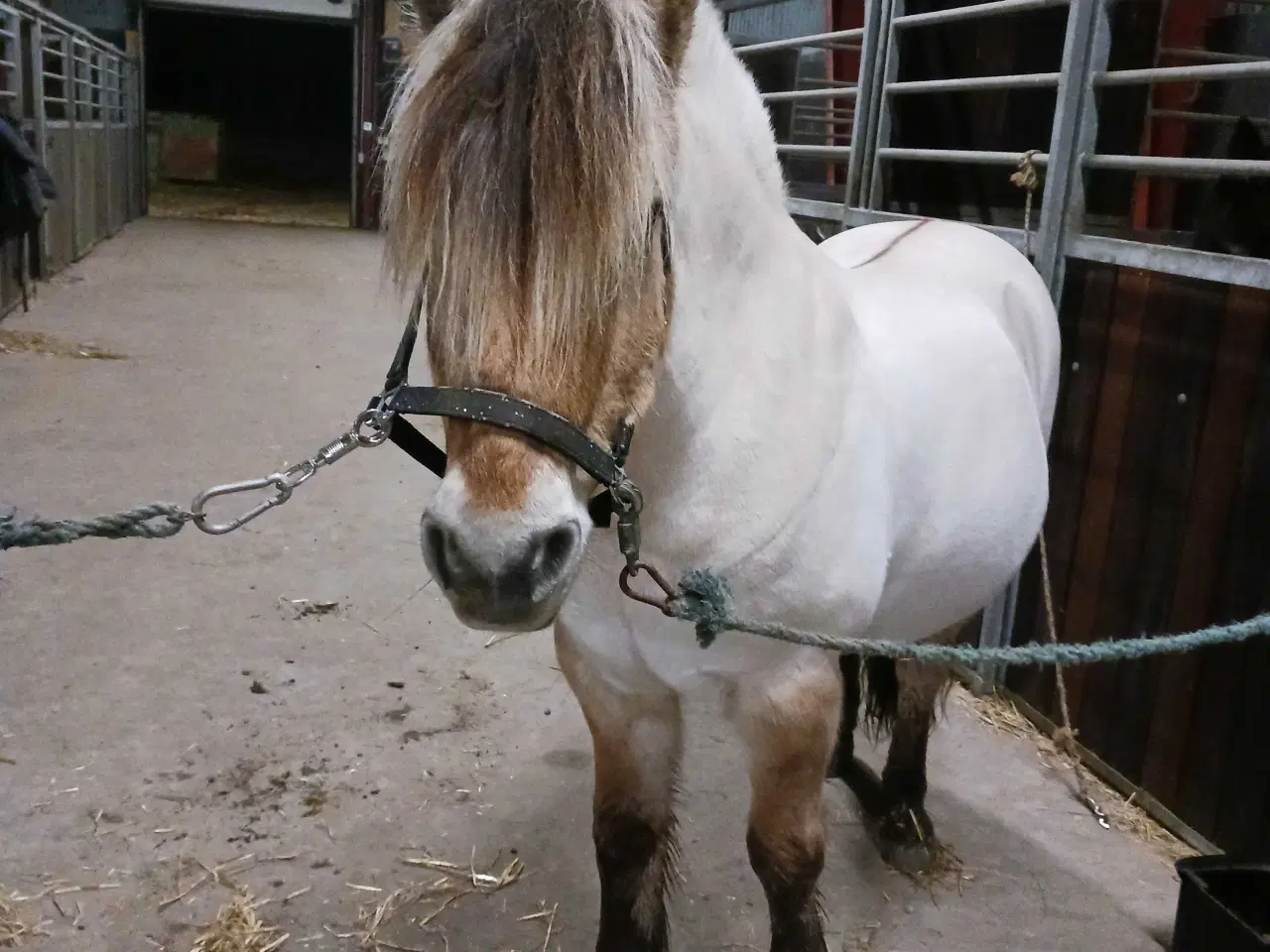 Billede 5 - Skovtur/hygge