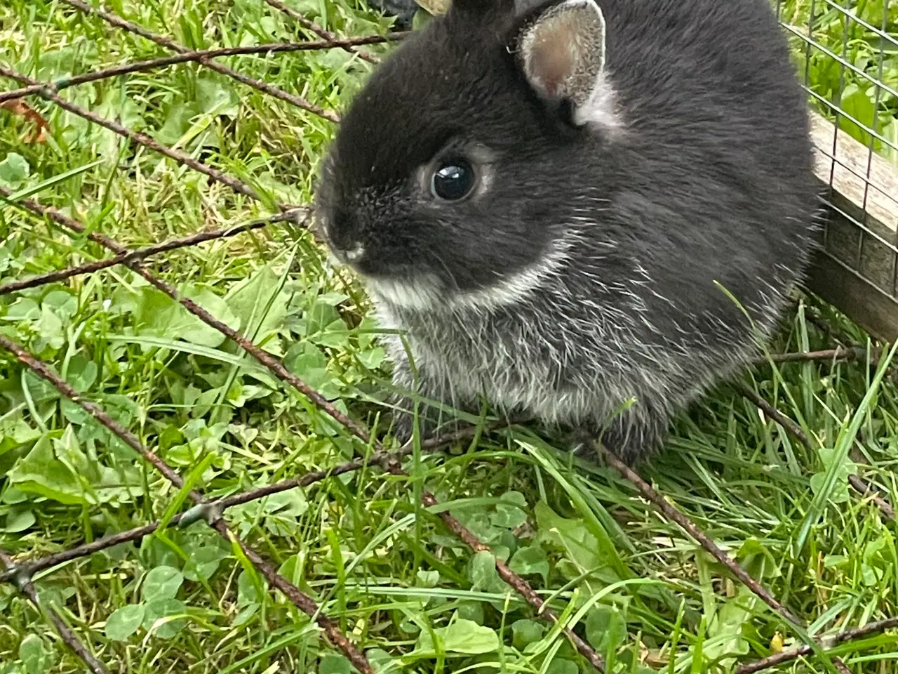 Billede 1 - Hermelin unger